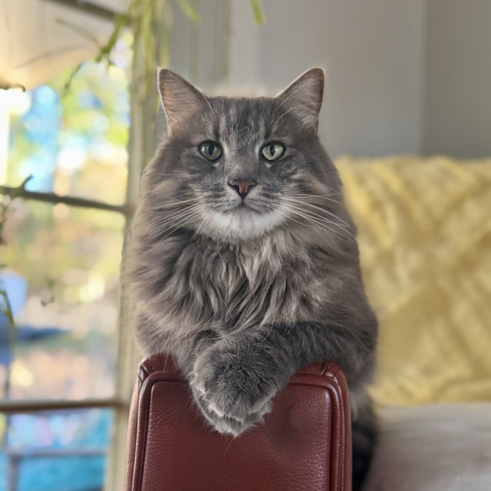 Your Friendly Neighborhood Pet-Sitter