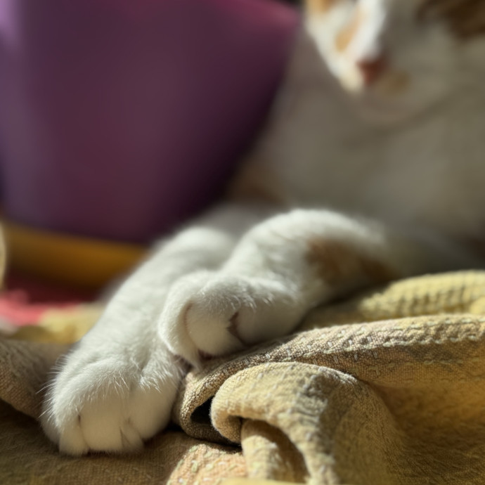Your Friendly Neighborhood Pet-Sitter