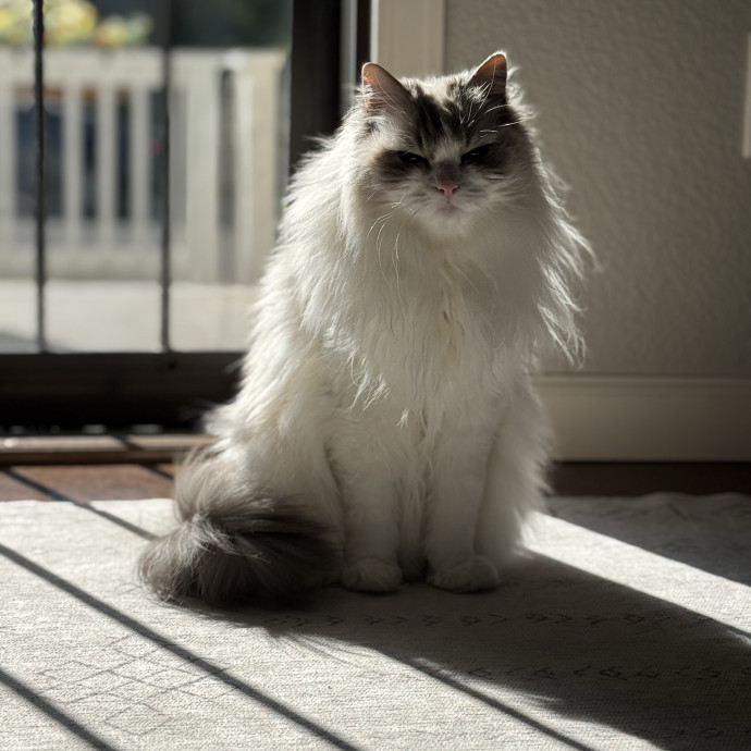 Your Friendly Neighborhood Pet-Sitter