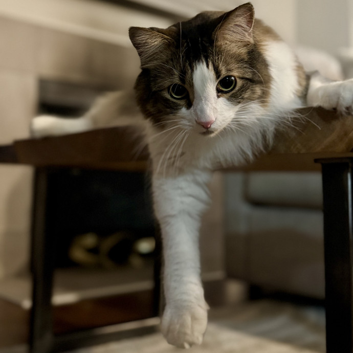 Your Friendly Neighborhood Pet-Sitter