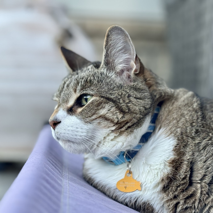 Your Friendly Neighborhood Pet-Sitter