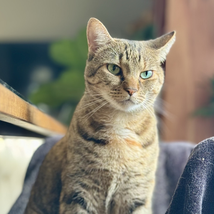 Your Friendly Neighborhood Pet-Sitter