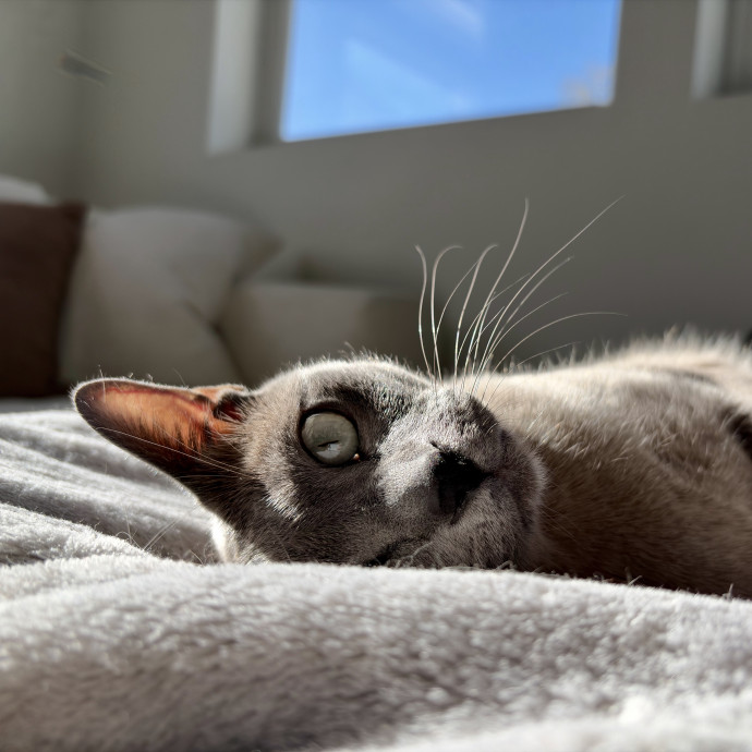 Your Friendly Neighborhood Pet-Sitter