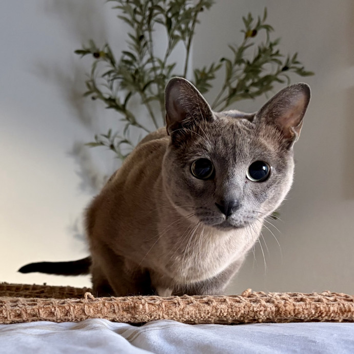 Your Friendly Neighborhood Pet-Sitter