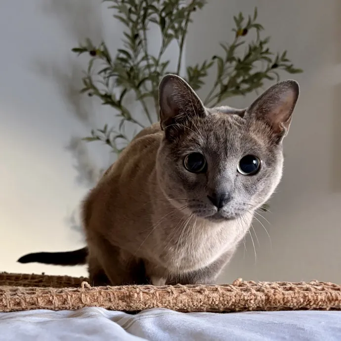 Your Friendly Neighborhood Pet-Sitter