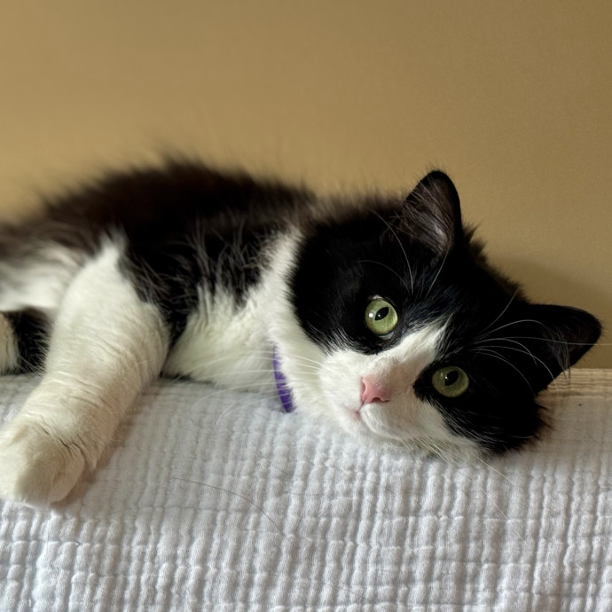 Your Friendly Neighborhood Pet-Sitter