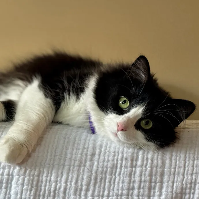 Your Friendly Neighborhood Pet-Sitter