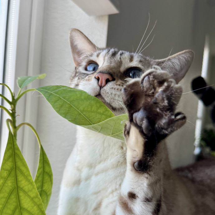 Your Friendly Neighborhood Pet-Sitter