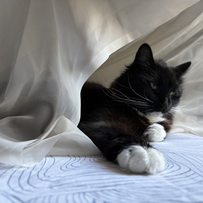 Your Friendly Neighborhood Pet-Sitter