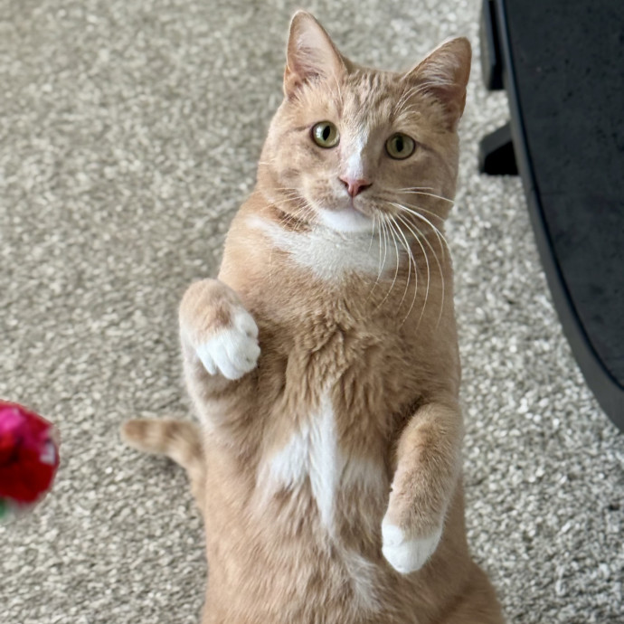Your Friendly Neighborhood Pet-Sitter