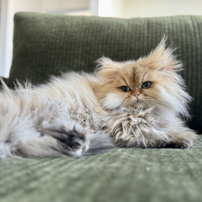 Your Friendly Neighborhood Pet-Sitter