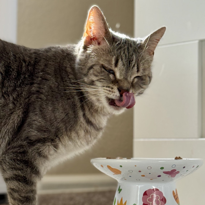 Your Friendly Neighborhood Pet-Sitter