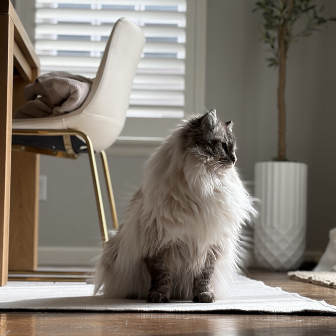 Your Friendly Neighborhood Pet-Sitter