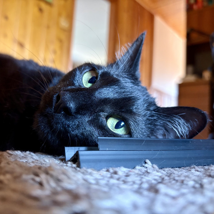 Your Friendly Neighborhood Pet-Sitter