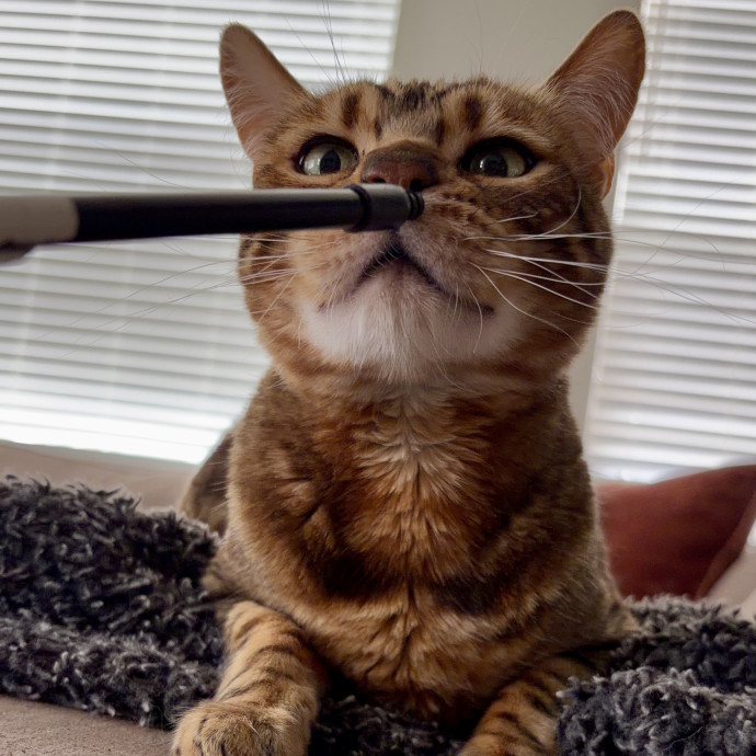 Your Friendly Neighborhood Pet-Sitter