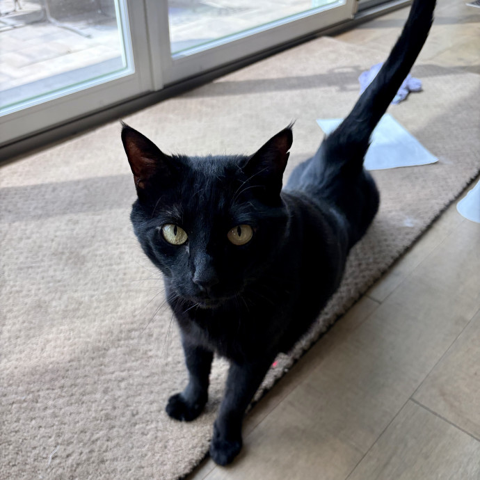 Your Friendly Neighborhood Pet-Sitter
