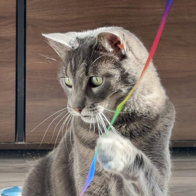 Your Friendly Neighborhood Pet-Sitter