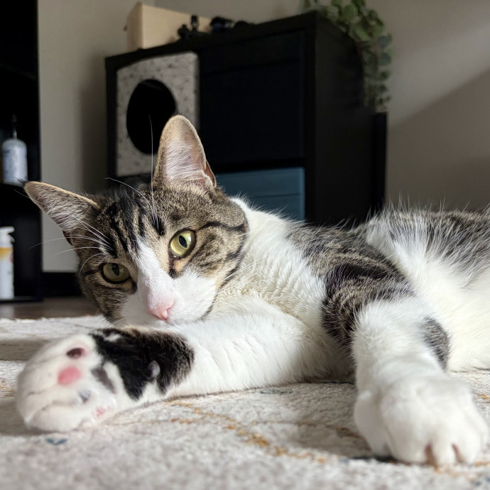 Your Friendly Neighborhood Pet-Sitter