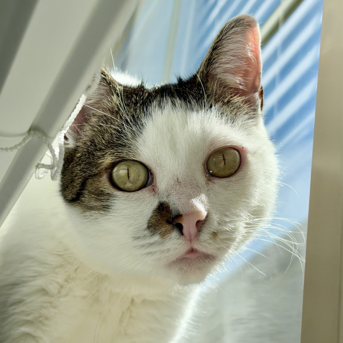 Your Friendly Neighborhood Pet-Sitter