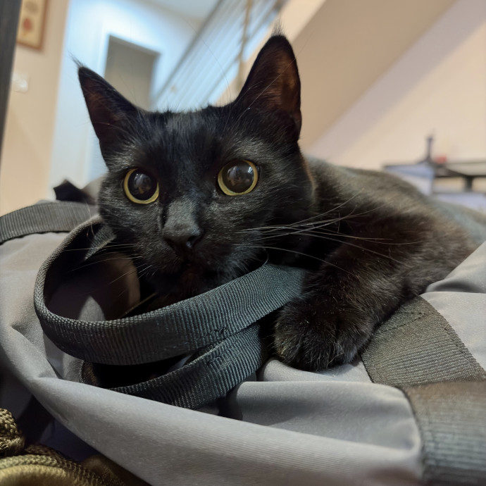 Your Friendly Neighborhood Pet-Sitter