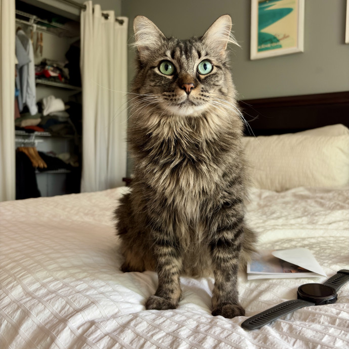 Your Friendly Neighborhood Pet-Sitter photo 3
