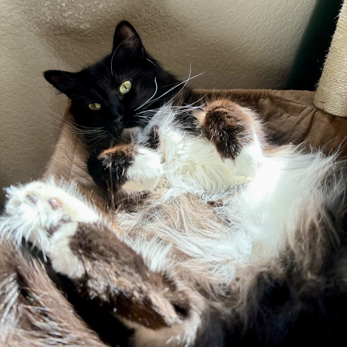 Your Friendly Neighborhood Pet-Sitter photo 2