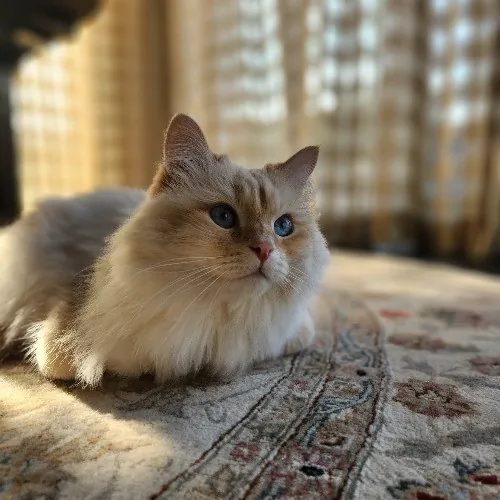 Nicki's Cats And Tatts