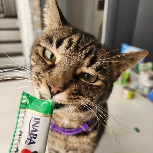 Nicki's Cats And Tatts