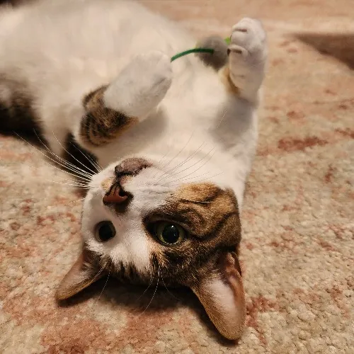 Nicki's Cats And Tatts