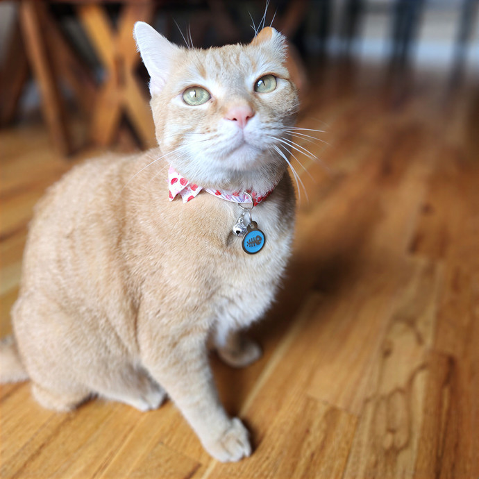 Nicki's Cats And Tatts