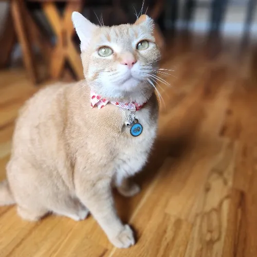 Nicki's Cats And Tatts