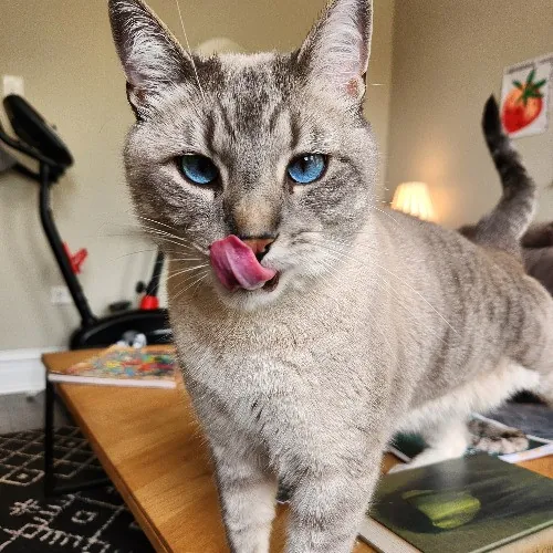 Nicki's Cats And Tatts