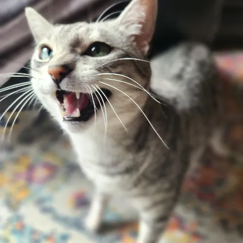 Nicki's Cats And Tatts