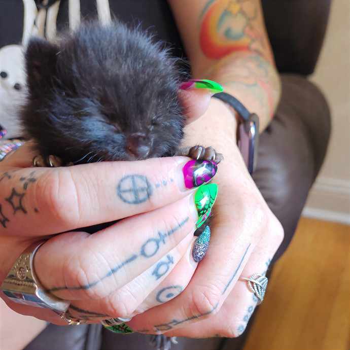 Nicki's Cats And Tatts