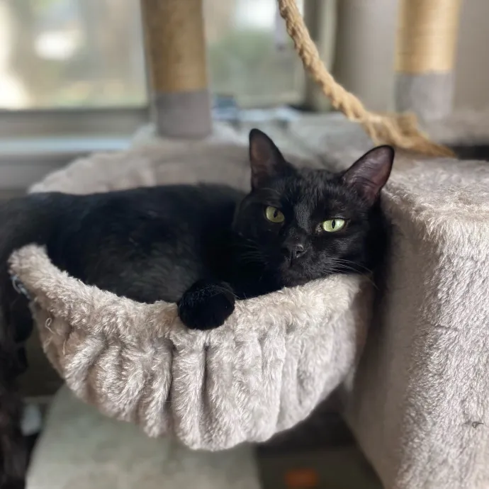 Romney's Purrfect Woodlands Cat-Watching