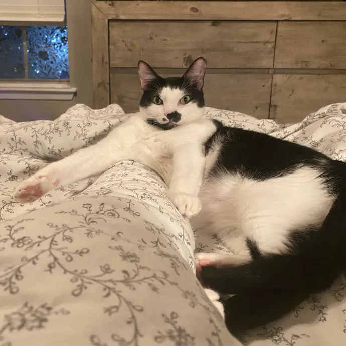 Romney's Purrfect Woodlands Cat-Watching