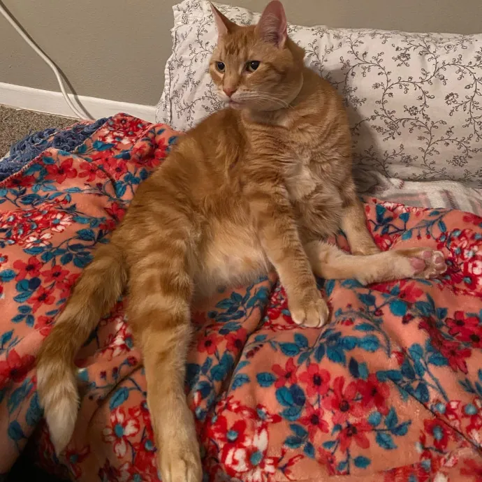 Romney's Purrfect Woodlands Cat-Watching