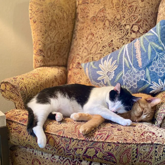 Romney's Purrfect Woodlands Cat-Watching photo 4