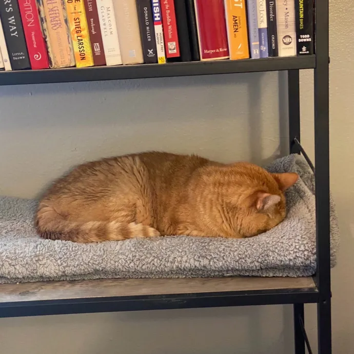 Romney's Purrfect Woodlands Cat-Watching photo 3