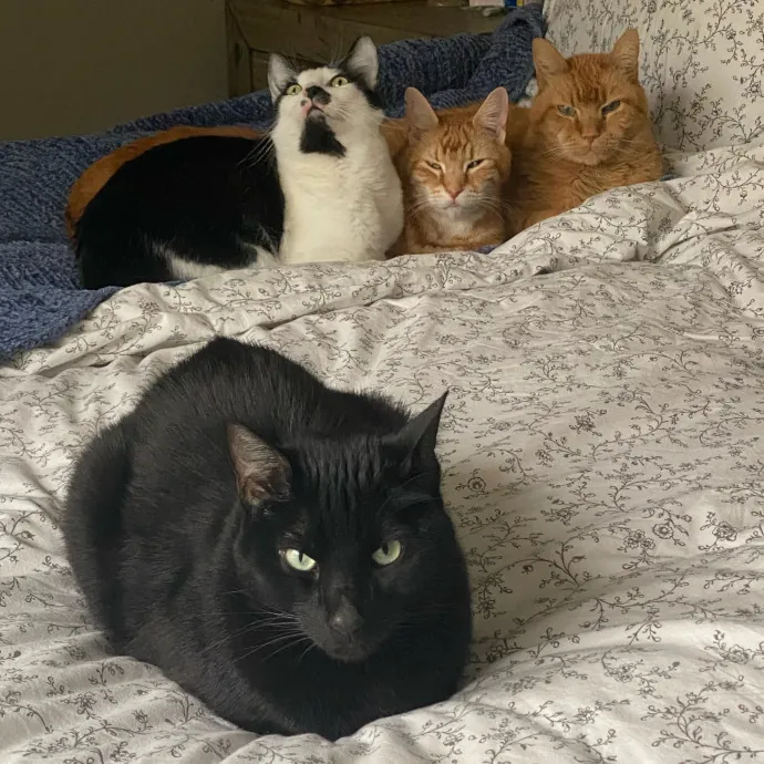 Romney's Purrfect Woodlands Cat-Watching photo 2