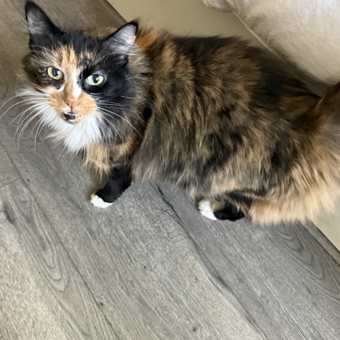Kitty Lover
