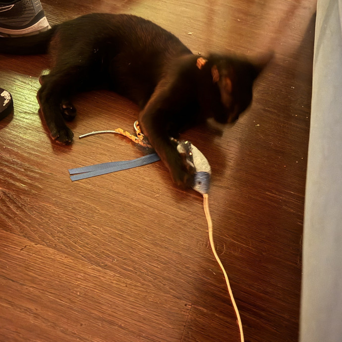 Kitty Lover photo 3