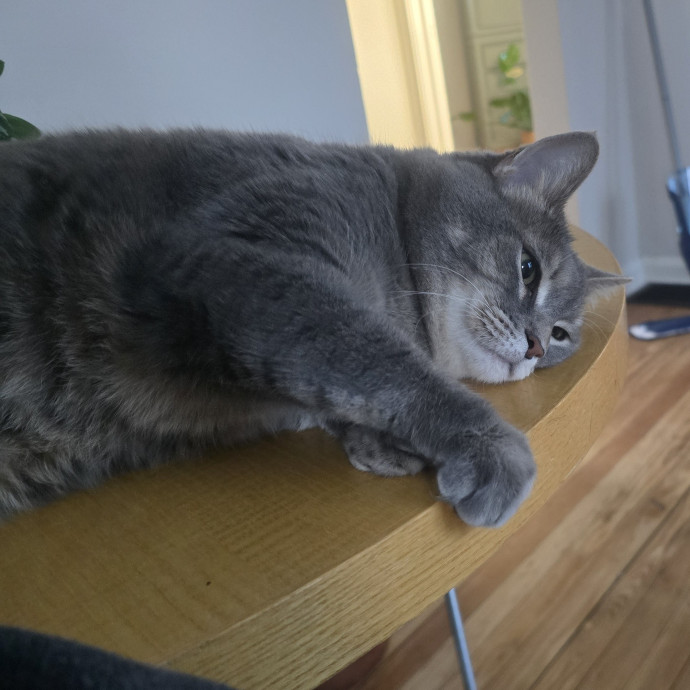 Cat Lover  Elite Fear Free