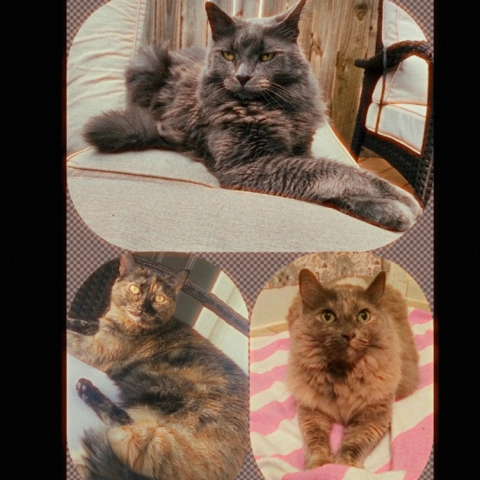 Purrrrfectly Content Cat Sitting