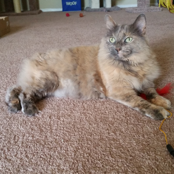Purrrrfectly Content Cat Sitting
