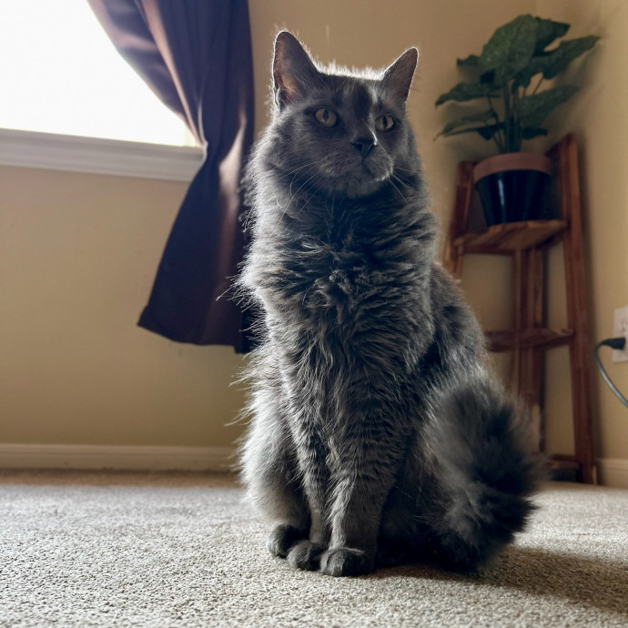 Purrrrfectly Content Cat Sitting photo 3