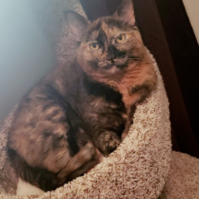 Purrrrfectly Content Cat Sitting photo 2