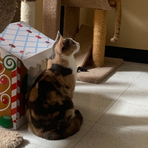 Purrr-Mao