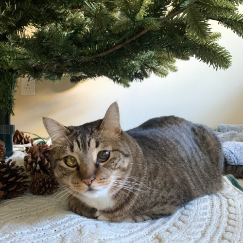Purrr-Mao