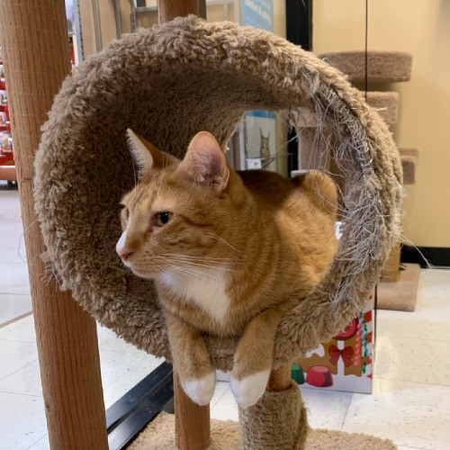 Purrr-Mao